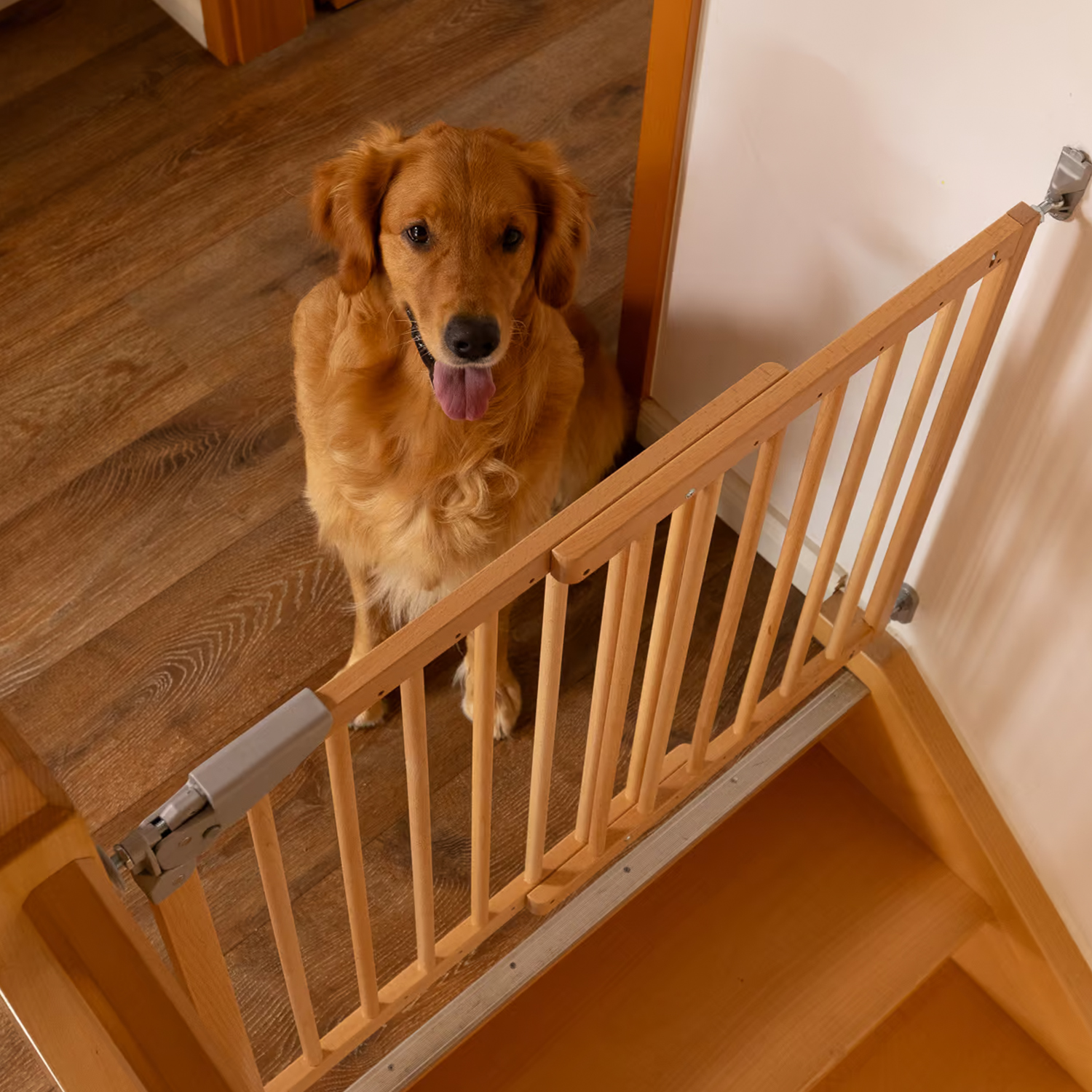 Perro sentado detrás de una barrera de seguridad de madera instalada en la parte superior de una escalera, para restringir el acceso a los peldaños.